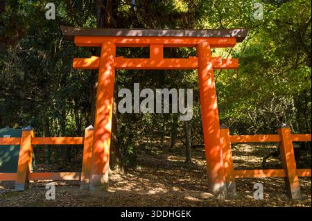 Il cancello torii arancione luminoso sorge nella luce del sole al limitare di una lussureggiante foresta verde a Kasuga Taisha, Nara. Ombre e luci giocano attraverso la struttura in legno, creando un'atmosfera serena e invitante. Foto Stock