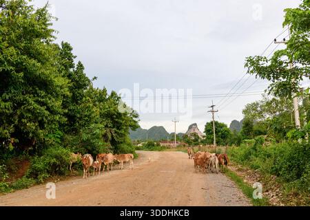 Una mandria di mucche sorge su una tranquilla strada sterrata delimitata da una lussureggiante vegetazione verde nella campagna vicino a Vang Vieng, Laos. Le colline calcaree si innalzano sullo sfondo sotto un cielo soffice e coperto, creando una tranquilla scena rurale. Foto Stock