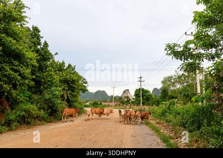 Una mandria di mucche sorge su una tranquilla strada di ghiaia delimitata da una lussureggiante vegetazione verde e linee elettriche nella campagna vicino a Vang Vieng, Laos. Le colline calcaree si innalzano in lontananza sotto un cielo pallido e coperto, creando una tranquilla scena rurale con texture naturali. Foto Stock