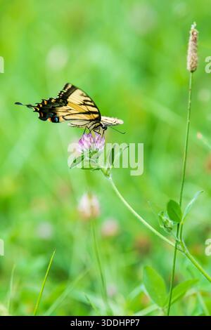 Una farfalla di tigre orientale, Papilio glaucus, si nutre di un fiore di trifoglio in un prato. Foto Stock