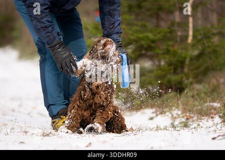 Divertente Cocker Spaniel inglese che si scossa dalla neve mentre gioca all'aperto con il suo proprietario in inverno. Felice cocker spaniel bruno che si gode una passeggiata innevata. Foto Stock