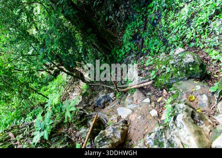 Un aspro sentiero forestale si snoda attraverso una fitta vegetazione tropicale, caratterizzata da rocce ricoperte di muschio, terreno fangoso e bastoncini di bambù sparsi. La vegetazione lussureggiante e le texture umide evocano l'atmosfera selvaggia di un ambiente della giungla del Sud-est asiatico. Foto Stock