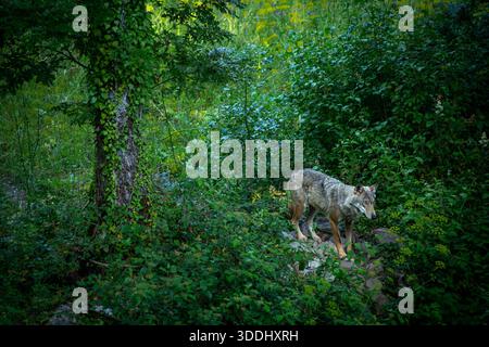 Canis lupus italicus sottospecie del lupo grigio, Canis lupus. Il lupo appenninico Canis lupus italicus, una sottospecie endemica del lupo grigio che abita l'Appennino, è noto come specie protetta che sta ripopolando l'Italia centrale dopo essere sull'orlo dell'estinzione. Villetta Barrea AQ Italia Copyright: XGennaroxLeonardix Foto Stock