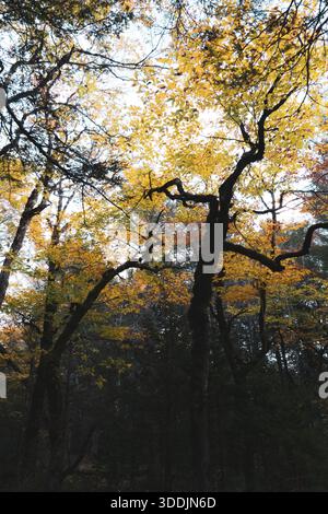 Gli alberi autunnali si stagliano contro il cielo nel Parco Nazionale di Kejimkujik. Foto Stock