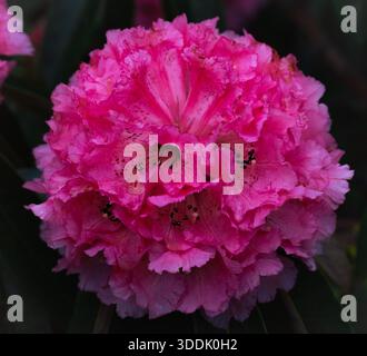 Primo piano del fiore di camelia rosa all'Humboldt Botanical Garden, California, USA. Foto Stock
