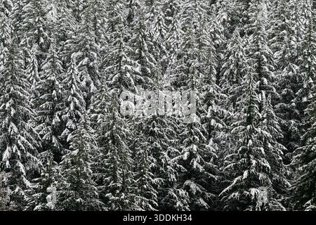 Background landscape texture of snow covered branches on forest of fir trees Foto Stock