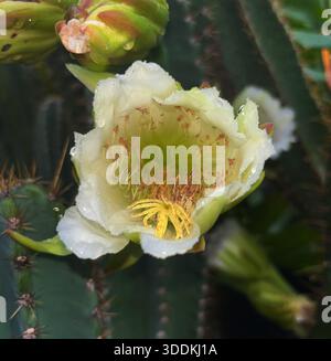 Stigma giallo (parte di fiore femminile che cattura il polline dagli insetti in arrivo) del fiore di cactus Foto Stock