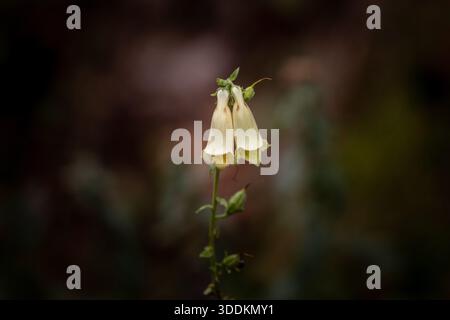 Primo piano di un fiore Foxglove (digitalis) giallo pallido che fiorisce in natura. I fiori a forma di campana sono appesi a un alto stelo verde contro un motivo sfocato per Foto Stock