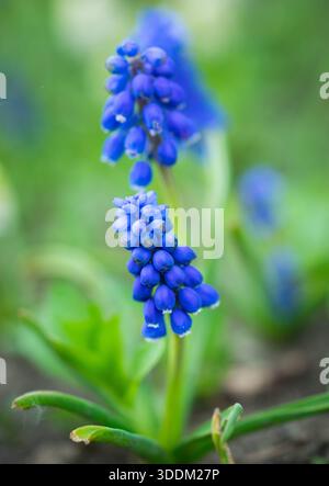 Le piante di Giacinto musari (Muscari armeniacum) crescono in un giardino a Beaumont, Alberta, Canada. Foto Stock