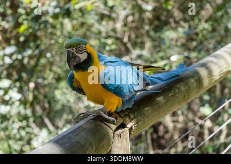 Uccello di Macaw blu e oro sul recinto del parco ornitologico, sparato con la luce della sorgente nella baia di Plettenberg, Capo Occidentale, Sudafrica Foto Stock