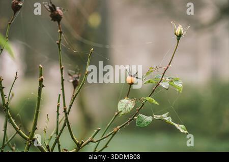 Rami di rosa con spine affilate e delicate ragnatele, con un bocciolo di rosa in via di sviluppo e fianchi di rosa maturi, che catturano temi della vita della natura Foto Stock