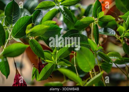 Pianta di Mandevilla che cresce in un ambiente interno, mostrando un vivace fogliame verde e diversi fiori rossi a forma di tromba che indicano la fine di Foto Stock
