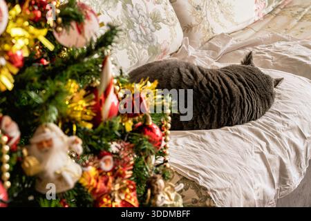 Il gatto domestico grigio si è accoccolato e dorme su un divano color crema accanto a un albero di natale decorato con ornamenti dorati e rossi, creando un holi accogliente e tranquillo Foto Stock