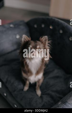 Ritratto ad alto angolo di un chihuahua marrone e bianco a pelo lungo seduto in un accogliente divano in velluto per animali domestici. Piccolo cane che guarda la macchina fotografica con curiosità. Nazionale Foto Stock