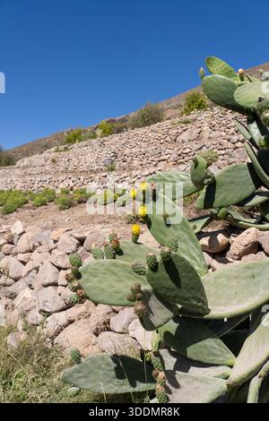 Nopal Cactus, Opuntia ficus-indica, cresce lungo una terrazza rocciosa a Socoroma, Cile. Foto Stock