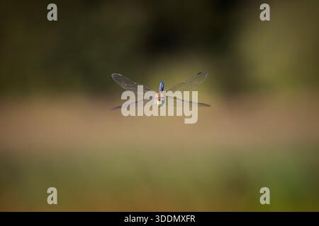 Un dragonfly imperatore (Anax imperator) nel più audace lago di Ockham Common, Surrey, Inghilterra sud-orientale in estate Foto Stock