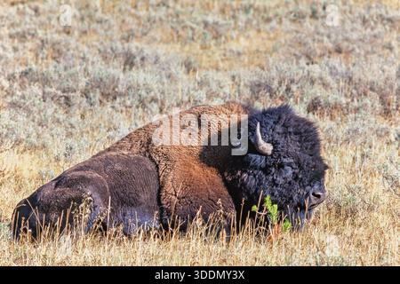Primo piano su un bisonte disteso su una prateria erbosa e riposante Foto Stock