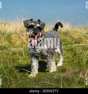 Mini Schnauzer color sale e pepe Foto Stock