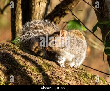 Scoiattolo grigio (Sciurus carolinensis) in inverno, Lothian occidentale, Scozia. Foto Stock