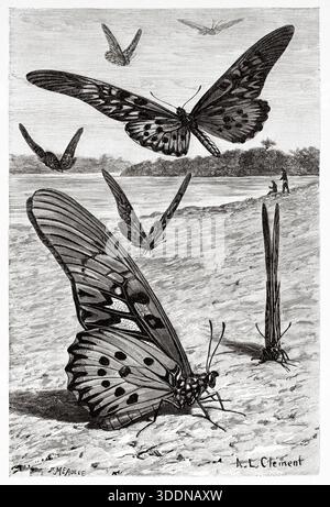 Papilio antimachus, la coda forduta gigante africana, è una farfalla della famiglia Papilionidae. Con un'apertura alare compresa tra 18 e 23 centimetri. Vecchia illustrazione incisa del XIX secolo da la Nature 1893 Foto Stock