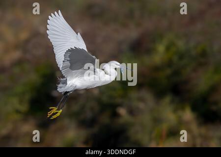 Piccola egretta (Egretta garzetta) in volo, decollando dalla zona umida costiera con prede di pesce pescato in becco in inverno Foto Stock