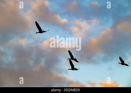 nene o oca hawaiana, branta sandvicensis ( specie endemica ), l'oca più rara del mondo, volando all'alba, Princeville, Kauai, Hawaii, STATI UNITI Foto Stock