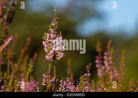 Primo piano di erica da una vista ad angolo basso. Foto paesaggistica della brughiera della Veluwe nei Paesi Bassi. Foto Stock