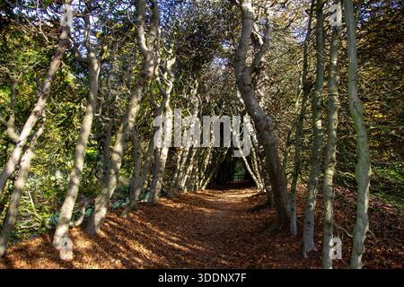 Recinzione fatta in casa di rami di ramoscelli e alberi. Buona idea per creare privacy e un rifugio per animali. Foto Stock