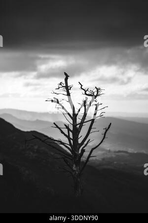 Immagine in bianco e nero di un albero morto nella Sierra del Sueve al tramonto, buio, monocromatico, verticale Foto Stock