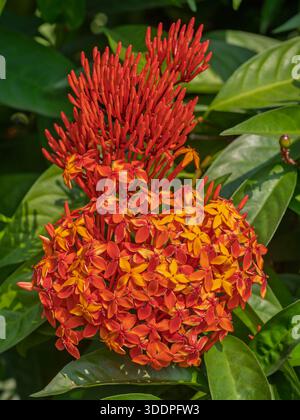 Vista ravvicinata del colorato gruppo di fiori di coccinea di ixora, noti anche come geranio della giungla, fiamma della giungla o pendkuli che fioriscono all'aperto con fogliame Foto Stock