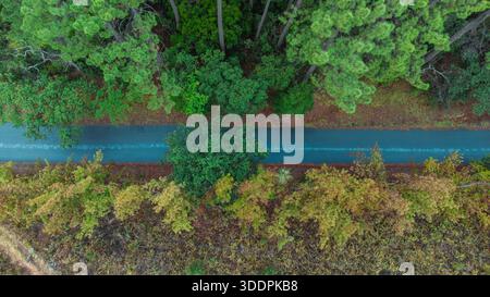 Una vista dall'alto verso il basso mostra una strada asfaltata buia che taglia una fitta foresta. Le tettoie verdi vibranti contrastano con gli alberi autunnali marrone-arancio Foto Stock