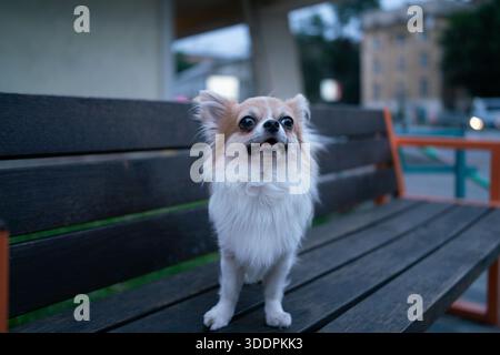 Chihuahua a pelo lungo in piedi su una panchina di legno nel parco di Lviv, Ucraina Foto Stock