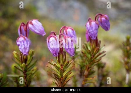 Blue Mountain Heath; Phyllodoce caerulea; Norvegia Foto Stock
