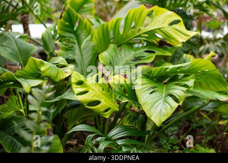 Monstera è una grande pianta tropicale, un vitigno, un genere della famiglia delle Araceae. Foto Stock