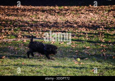 Un cane piccolo, scuro e mercantile corre attivamente attraverso un prato verde verso una palla da tennis gialla brillante, con foglie cadute sparse sullo sfondo Foto Stock