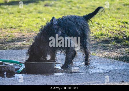 Un cane nero bagnato e traballante con imbracatura beve l'acqua da una ciotola scura, con un tubo verde nelle vicinanze e spruzzi d'acqua a terra Foto Stock
