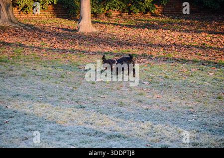 Un cane nero mercantile viene catturato a metà corsa su un campo erboso coperto di gelo, con foglie autunnali cadute e alberi sullo sfondo bagnati dal sole caldo Foto Stock