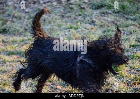Un cane nero mercantile porta con sé una palla da tennis verde brillante mentre si muove su un campo coperto dal gelo mattutino Foto Stock