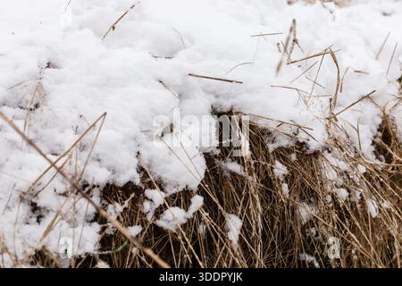 La neve ricopre l'erba in un campo, mostrando come l'inverno trasforma il paesaggio. L'erba secca sbircia attraverso lo strato fresco di neve, evidenziando il Foto Stock
