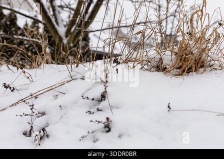 La neve copre il terreno, nascondendo erba secca e piccoli cespugli. Sullo sfondo sono visibili alcuni rami. Questa scena cattura un'ambientazione invernale nel Foto Stock