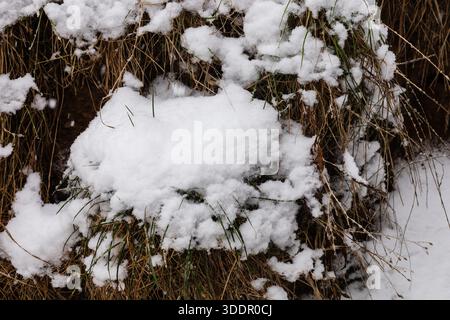 Le coperte da neve coprono l'erba secca in un campo durante l'inverno. La scena mostra come la neve trasforma il paesaggio, creando uno strato bianco sulle piante secche. Foto Stock