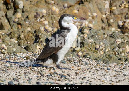 Pied Shag, Nuova Zelanda Foto Stock