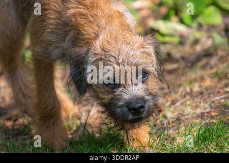 Cane maschio Border terrier, Regno Unito Foto Stock