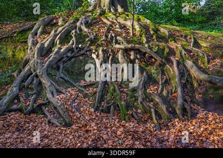 Radici di alberi storte e contorte esposte in collina. Foto Stock