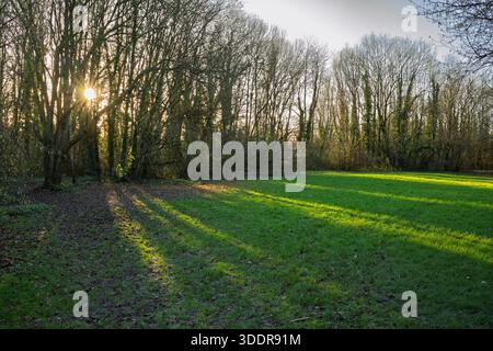 La luce del sole d'inverno scorre attraverso alberi senza fronzoli sull'erba verde. Foto Stock
