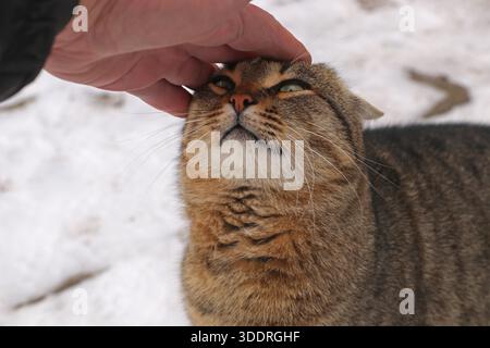 Un uomo accarezza un gatto. Il gatto guarda l'uomo con gli occhi amorevoli. Foto Stock
