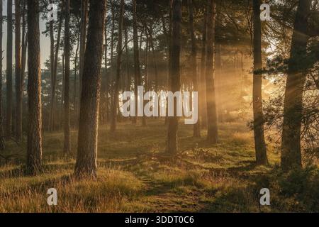 Splendida alba nella pineta, un raggio di luci penetra tra gli alberi Foto Stock