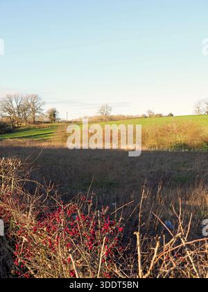 Vista del pascolo vicino al Grand Union Canal, Stoke Bruerne, Northamptonshire, Regno Unito Foto Stock