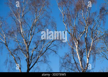 La corteccia d'argento spicca su alberi di betulla senza fronzoli adagiati contro un cielo invernale azzurro, Worcestershire, Inghilterra. Foto Stock