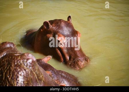 Hippopotamus parzialmente sommerso in acqua verde torbida, catturato a distanza ravvicinata. L'immagine enfatizza il corpo massiccio, la pelle spessa e il comportamento calmo di TH Foto Stock